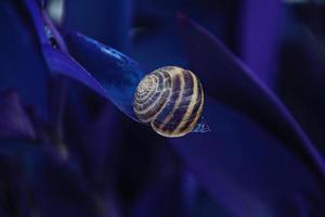 caracol en un a rayas cáscara dormido en el original púrpura planta haciendo el antecedentes foto