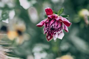 purple dahlia in the garden against the background of green leaves photo