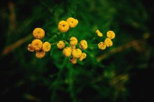 amarillo flor en un verde antecedentes en otoño prado en de cerca foto