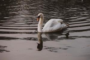 blanco cisne pájaro flotante en oscuro agua foto