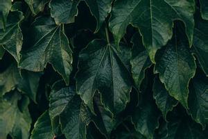 natural dark green background with grape leaves close-up photo