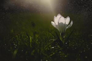 spring flowers crocuses in the garden in the warm rays of the afternoon sun photo