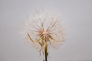 summer dandelion in close-up on a light background photo