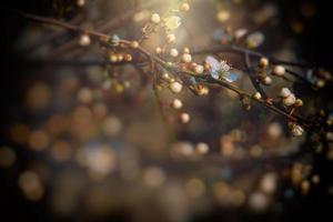 spring tree blooming in pink in close-up outdoors in the warm sunshine photo