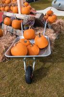 big autumn orange pumpkins in an outdoor garden photo