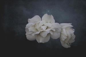 beautiful white delicate rose on a dark background closeup photo