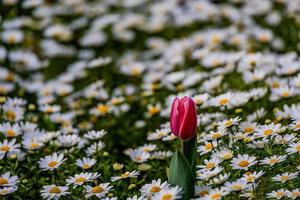 tulipán en un antecedentes de blanco margaritas en un parque jardín en un primavera día foto