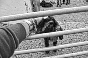 peaceful tame goat animals on a farm on Canary Island Fuertaventra photo