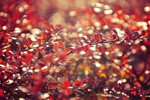 autumn red bush barberry in the rays of the morning sun, photo