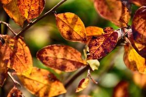 autumn red leaves on the bush illuminated by the warm afternoon sun photo