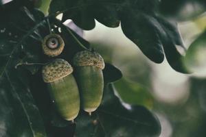 green autumn acorns on the branch of an oak among the leaves photo