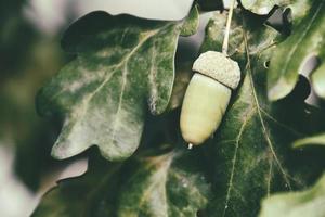 green autumn acorns on the branch of an oak among the leaves photo