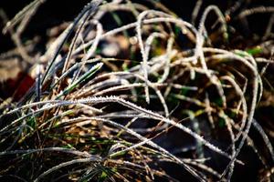 the first night in November frosted in white and green grass photo