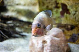 pequeño pescado animal nadando en el acuario de el zoo de zaragoza en España en un oscuro antecedentes foto