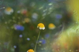 flores silvestres en un prado de cerca en Europa en un calentar verano día foto