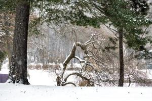 invierno paisaje en un Nevado día con un árbol foto