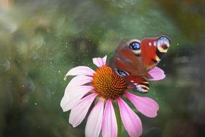 summer flower in the garden in the warm sun with a butterfly photo