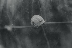 pequeño caracol cáscara en de cerca en un marrón antecedentes foto