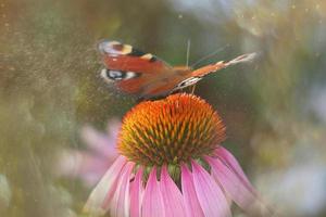 summer flower in the garden in the warm sun with a butterfly photo
