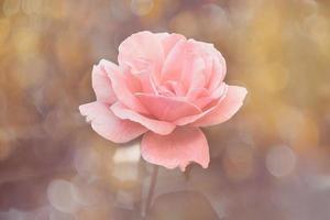 beautiful  rose in warm autumn sun in closeup and bokeh photo
