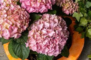 hydrangea in the garden on a summer day in closeup photo