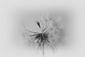 beautiful summer natural flower dandelion in close-up photo