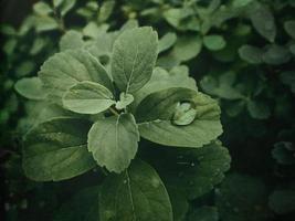 verano planta con gotas de lluvia en verde hojas foto