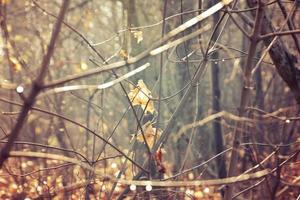 otoño ramas de un árbol vestido en hojas y gotas de lluvia brillante en el Dom foto