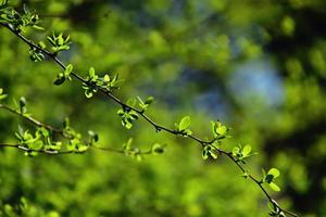 ramita con joven Fresco primavera verde hojas en un calentar soleado día foto