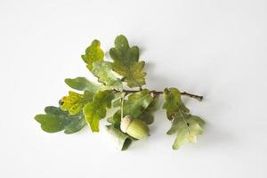 autumn oak twig with green leaves and acorns photo