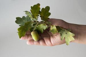 otoño verde roble rama con un bellota retenida por un Niños mano en un blanco fondo, foto