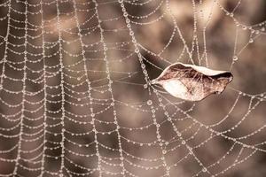 little delicate water drops on a spider web in close-up on a foggy day photo