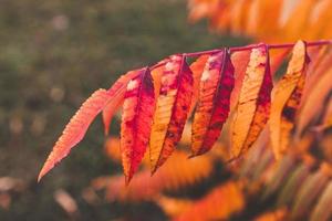 l golden autumn leaves on a tree in a park under warm october sun photo