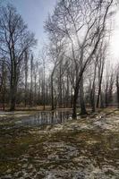 landscape in the park in early spring with melting white snow on a sunny February day photo