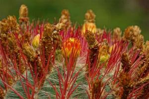 large red blooming cactus in close-up in a garden photo