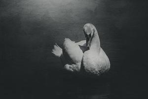 blanco cisne pájaro en el agua en Brillo Solar foto