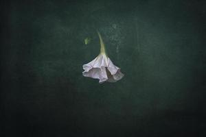 white summer flower on a dark green background in the garden photo