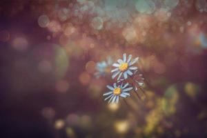 azul flores silvestres de cerca en un prado en un soleado primavera día foto