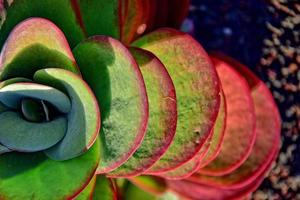 interesante original natural antecedentes con verde rojo hojas en de cerca foto