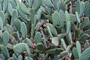 original prickly prickly pear cactus growing in a natural habitat photo