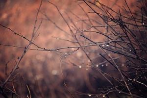 autumn plants with drops of water after the November freezing rain photo