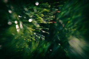 pine branch with drops of autumn rain in the autumn sun photo