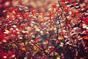 otoño rojo arbusto bérbero en el rayos de el Mañana sol, foto