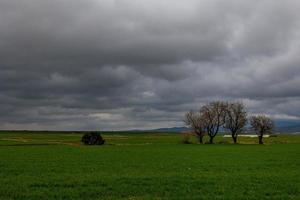 spring landscape from aragon in spain with three flowering trees in a cloudy day photo