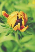yellow flowers growing in the garden among green foliage background on a warm summer day in close-up photo