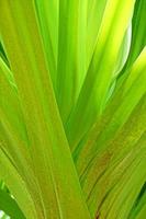 green background with palm leaves in close-up in a natural environment lit by tropical sun photo