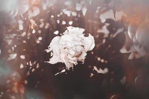 white rose in warm autumn sun in closeup and bokeh photo