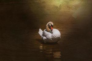 white swan bird on the water in sunshine photo