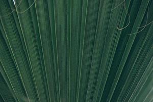 green natural abstract background palm leaf closeup photo