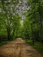 empty park alley in the tall green trees spring photo